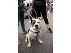 Adopt Ducky a Mutt dog in New York, NY (41511800)