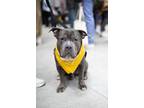 Adopt Squiggles a Mutt dog in New York, NY (41511793)
