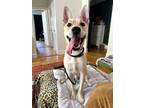 Adopt Latte a Pharaoh Hound dog in New York, NY (41511787)