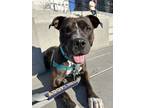 Adopt Katie a Mutt dog in New York, NY (41511786)