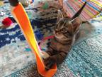 Adopt Fiona a Spotted Tabby/Leopard Spotted Tabby (medium coat) cat in Wimauma
