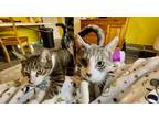 Adopt Cessna a Brown Tabby Domestic Shorthair / Mixed cat in Phillipsburg