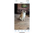 Adopt Ronnie a Tricolor (Tan/Brown & Black & White) Australian Shepherd / Mixed