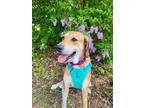 Adopt Sasha a Brown/Chocolate Catahoula Leopard Dog dog in Alma, WI (41483319)