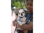 Adopt Mouse a White Shih Tzu dog in New York, NY (41511821)