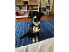 Adopt Fitz a Black Mutt dog in New York, NY (41511820)
