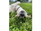 Adopt Bruce a White Mutt dog in New York, NY (41511814)