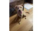 Adopt Nash a Tan/Yellow/Fawn Mutt dog in New York, NY (41511809)