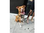 Adopt Buttercup a Tan/Yellow/Fawn Pit Bull Terrier dog in New York