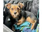 Adopt Prince Jasper a Black - with Brown, Red, Golden, Orange or Chestnut