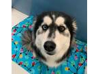 Adopt Sabrina Bewitch 58808 a Black - with White Husky / Mixed dog in Pampa