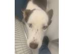 Adopt Hattie Monroe 58117 a Red/Golden/Orange/Chestnut - with White Husky /