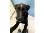 Adopt Sissy Honky Tonk 58152 a Australian Cattle Dog / Border Collie / Mixed dog