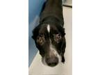 Adopt Ladybug LaRue 58559 a Black - with White Australian Cattle Dog / Mixed dog