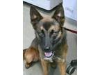 Adopt Scooter Boot Scoot 58611 a Brown/Chocolate - with Black Shiba Inu / Mixed