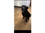 Adopt JJ a Black Labradoodle / Mixed dog in Coatesville, PA (41553090)