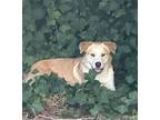 Adopt LOVIE - Sweetest dog EVER a Labrador Retriever / Husky / Mixed dog in