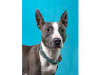 Adopt Mama Bear a Merle American Pit Bull Terrier / Mixed Breed (Medium) / Mixed
