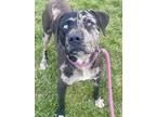 Adopt Triton a Black Catahoula Leopard Dog / Labrador Retriever / Mixed (short