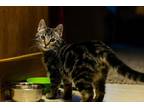 Adopt Joaquin a Brown Tabby Domestic Shorthair (medium coat) cat in Parlier