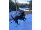 Adopt Banjo a Black Labrador Retriever / Mixed Breed (Large) / Mixed dog in
