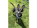 Adopt Juneau a Black - with Tan, Yellow or Fawn Rat Terrier / Terrier (Unknown