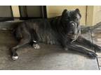Adopt Khaius a Brindle Cane Corso / Mixed dog in Schertz, TX (41552872)