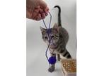 Adopt Zaggy a Domestic Mediumhair / Mixed cat in Traverse City, MI (41512374)