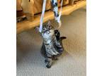 Adopt Bebe a Domestic Mediumhair / Mixed cat in Traverse City, MI (41526695)