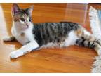 Adopt Macaron a Calico / Mixed cat in Traverse City, MI (41539265)