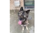 Adopt Mollie* a Black German Shepherd Dog / Mixed Breed (Medium) / Mixed (short