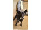 Adopt Einstein a Black Labrador Retriever / Mixed dog in Rio Rancho