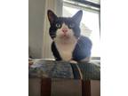 Adopt Panda a Black & White or Tuxedo Domestic Shorthair / Mixed (short coat)