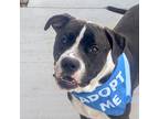 Adopt Ricky a American Pit Bull Terrier / Mixed dog in Des Moines, IA (41552882)