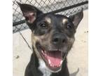 Adopt Mort a Labrador Retriever / Hound (Unknown Type) / Mixed dog in Des