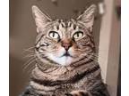 Adopt Lily (& Lulu) [CP] a Brown Tabby Domestic Shorthair / Mixed (short coat)