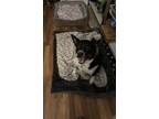 Adopt Jupiter a Tricolor (Tan/Brown & Black & White) Border Collie / Mixed dog