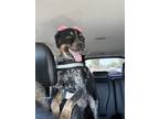 Adopt Juno a Tricolor (Tan/Brown & Black & White) Border Collie / Mixed dog in