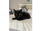 Adopt Cole Kitten a All Black Domestic Mediumhair / Mixed (medium coat) cat in