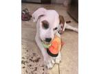 Adopt Labrador retriever puppy Max a White - with Tan, Yellow or Fawn Labrador