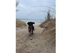 Adopt Myles a Black - with White Bernese Mountain Dog / Pointer / Mixed dog in