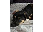 Adopt Dixie a Brown/Chocolate - with White Dachshund / Mutt / Mixed dog in Sound