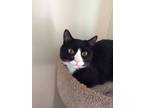 Adopt Baby a Black & White or Tuxedo Domestic Shorthair / Mixed (short coat) cat