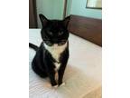 Adopt Socks a Black & White or Tuxedo American Shorthair / Mixed (short coat)