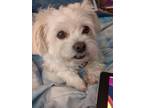 Adopt Sugar a White Shih Tzu / Mixed dog in Montgomery, AL (41540787)
