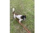 Adopt Marley a Tricolor (Tan/Brown & Black & White) Papillon / Terrier (Unknown
