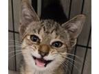 Adopt Celia a Gray, Blue or Silver Tabby Domestic Shorthair / Mixed cat in