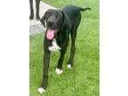 Adopt Jet a Great Dane / Mixed dog in Fort Myers, FL (41527303)