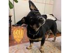 Adopt Belinda a Black Shepherd (Unknown Type) / Basset Hound / Mixed (short
