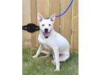 Adopt ICEMAN a White Dogo Argentino / Shepherd (Unknown Type) / Mixed dog in